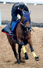 【東京大賞典】２番人気のナルカミは直線で失速して６着　戸崎圭太騎手は同レース初勝利ならず