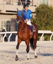 【東京大賞典】２番人気のナルカミは直線で失速して６着　戸崎圭太騎手「テンションが課題だったが…」