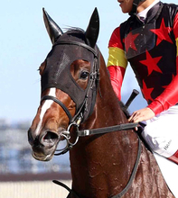 【チューリップ賞】連勝中のソルパッサーレは勢い十分　陣営「跳びが大きいので、外回りはいい」