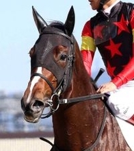 【チューリップ賞】連勝中のソルパッサーレは勢い十分　陣営「跳びが大きいので、外回りはいい」