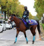 「【注目馬動向】昨年の２歳マイル王者　カヴァレリッツォはＮＨＫマイルＣへ　皐月賞は１３着」の画像1
