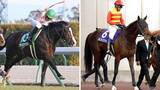 「阪神競馬場で“大物”誘導馬２頭が今週末デビュー！引退わずか２か月のマテンロウオリオンと、昨年１２月引退のハギノアレグリアス」の画像1