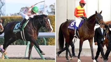 阪神競馬場で“大物”誘導馬２頭が今週末デビュー！引退わずか２か月のマテンロウオリオンと、昨年１２月引退のハギノアレグリアス