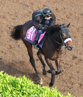 【２６日の注目・阪神６Ｒ】「最強の１勝馬」エタリオウの産駒ララオウが父が届かなかった２勝目を目指す　