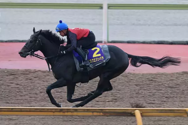【菊花賞】「酔いしれたじゃないけど、気持ちよかったです」アスクエジンバラは岩田康誠騎手が絶好の感触にうなる