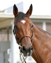 【注目馬動向】２５年牝馬２冠のエンブロイダリー　２６年初戦の阪神牝馬Ｓは引き続きルメール騎手