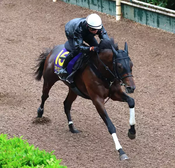【日本ダービー・１週前】マテンロウゲイルは坂路で力強く伸びる　野中調教師「相変わらずダイナミックだった」
