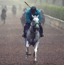 【安田記念】雨にも負けず風にも負けないガイアフォース　２週連続Ｇ１勝利目指す杉山晴調教師「あとは１着だけですね」
