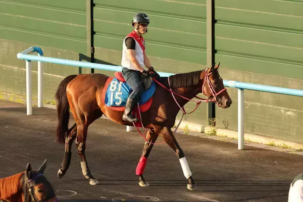 土曜札幌競馬場の注目激走馬…札幌１１Ｒエルムステークス・Ｇ３