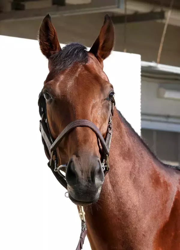 【チャンピオンズＣ】ナルカミはＷコースを元気いっぱい　田中博調教師「コンディションは良好」