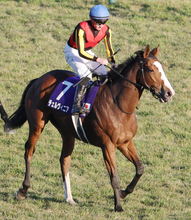 【注目馬動向】マイルＣＳ１０着のチェルヴィニアは東京新聞杯か中山記念を視野に調整中