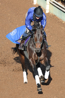 【有馬記念・考察】相手抜けだった昨年のリベンジだ！　コンビ継続がかなったＣデムーロ騎手＆ミュージアムマイルに注目