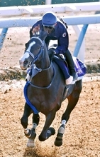 悪化する中東情勢が日本馬にも影響　「国内レースが豪華に」「安全第一」ドバイ遠征組の回避でＳＮＳは大阪杯に注目