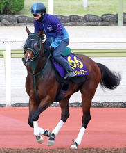 【Ｇ１・１週前まとめ】パンジャタワーの橋口調教師「すごくいい状態で帰ってきたし、動きも良かった」　安田記念