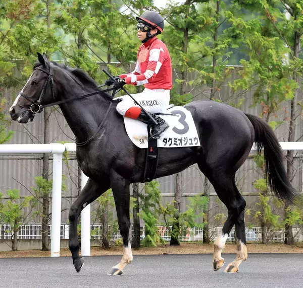 【福島５Ｒ・２歳新馬】新種牡馬オジュウチョウサン産駒のタクミオジュウは１４着　小島調教師「調教の良さを…」