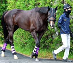 【注目馬動向】５・９億円ホースのエムズビギンは武豊騎手との新コンビで神戸新聞杯に参戦へ