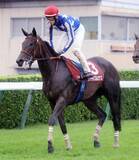 「【紫苑Ｓ】樫４着馬リアライズルミナス７着に津村明秀騎手「馬場より他の要因が…」　前走１勝クラス敗戦から反撃ならず　」の画像1