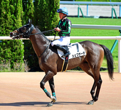 【注目馬動向】先週新馬Ｖのシェフザーデはデイリー杯２歳Ｓが本線　ビービークローサーは坂井瑠星騎手とみやこＳ