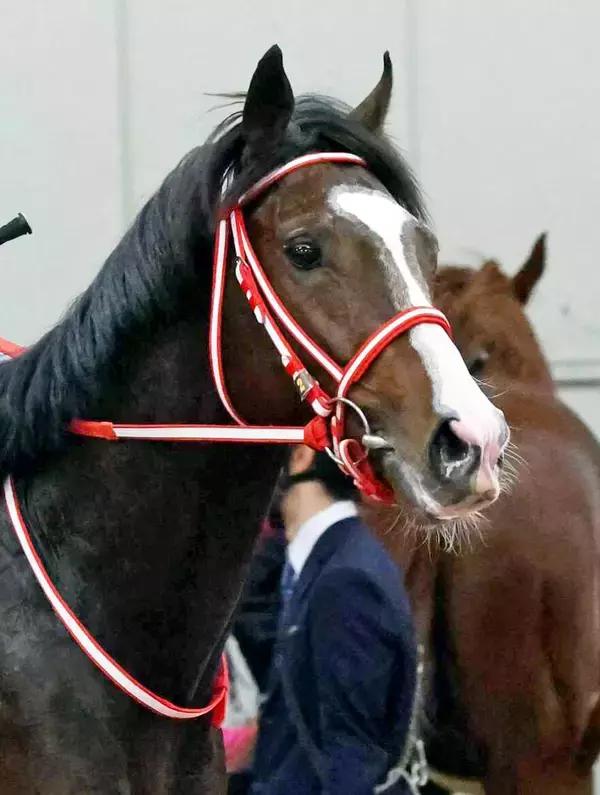 日曜阪神競馬場最終レースの注目激走馬…阪神１２Ｒ六甲アイランドステークス