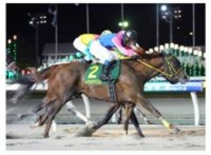 【コラム継承・メイショウハリオ】「危ないっ！」スタートでアクシデントも直線でごぼう抜き！フェブラリーＳでとりこに