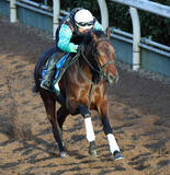 「【京都金杯】Ｇ３なら力上位キープカルムが好枠から抜け出し狙う　中竹調教師「スタートを出てくれたらいいね」」の画像1