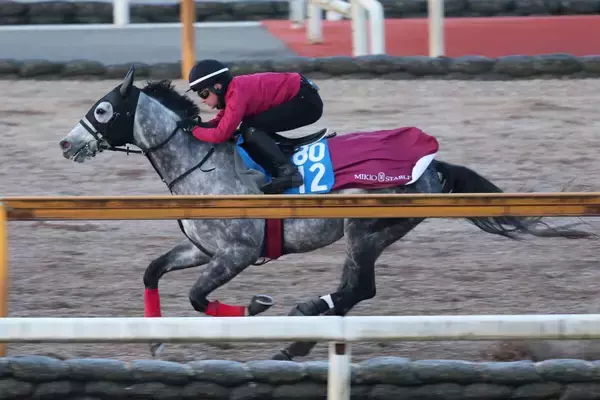 【日経新春杯】ヤマニンブークリエは横山典弘騎手でサウジ遠征へ　壮行Ｖへ松永幹調教師「雰囲気はいいと思う」