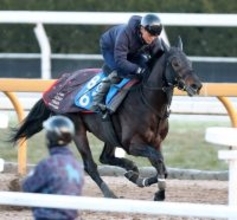 【プロキオンＳ】ロードクロンヌはＣＷコースで素軽い動き　四位調教師「今年は飛躍の年にしてほしい」