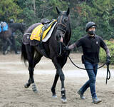 「【小倉牝馬Ｓ】輸送クリアして順調なクリスマスパレード　加藤士調教師「開幕週の馬場は悪くない」」の画像1