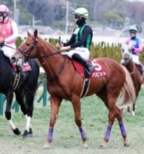 バビットの競走馬登録を抹消　２０年セントライト記念など重賞２勝　札幌競馬場で乗馬になる予定
