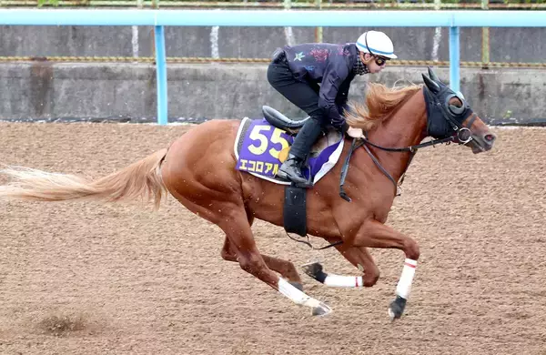 【ＮＨＫマイルＣ・１週前】朝日杯ＦＳ４着のエコロアルバ「すごくうまくいった追い切り」初コンビの横山和生騎手が好感触