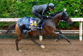 【安田記念】オフトレイルが豪雨に負けず軽快な動き　吉村調教師「思い切った競馬をしてもらうつもりです」
