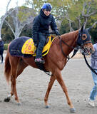 「【根岸Ｓ】マピュース「ダートは合うと思う」田辺裕信騎手は期待　２頭併せで馬なり併入　時計も上々」の画像1