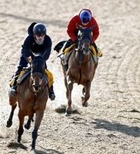 【根岸Ｓ】マピュース「ダートは合うと思う」田辺裕信騎手は期待　２頭併せで馬なり併入　時計も上々