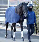 「【きさらぎ賞】新コンビのゾロアストロは「いい意味でピリッと」　宮田調教師は最終調整後も満足の様子」の画像1