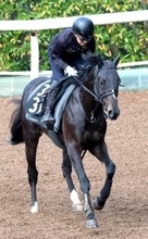 【青葉賞】５・２億円馬サガルマータが抽選突破　日本ダービー切符目指す