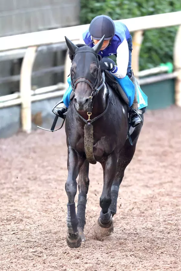 【セントウルＳ・土曜気配】８歳馬ヨシノイースターは活気十分に登坂　中尾調教師「臨戦態勢に入っているね」