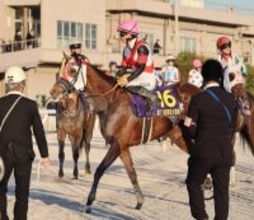 【東京大賞典】ラストランのグランブリッジは８着　新谷調教師は「牡馬を相手に頑張った」ねぎらう　繁殖入りへ