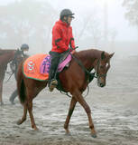 「【フェアリーＳ】活気あふれる雰囲気のヴァリスマリネリス　直前の気配に中舘調教師「落ち着いてきています」」の画像1