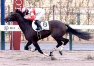 【注目馬動向・３歳】無傷２連勝のダノンバーボンは伏竜Ｓへ　ショウナンガルフはスプリングＳ目標