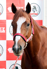 【注目馬動向】ネオムターフＣ４着のシンエンペラーは爪の回復次第で香港遠征を視野