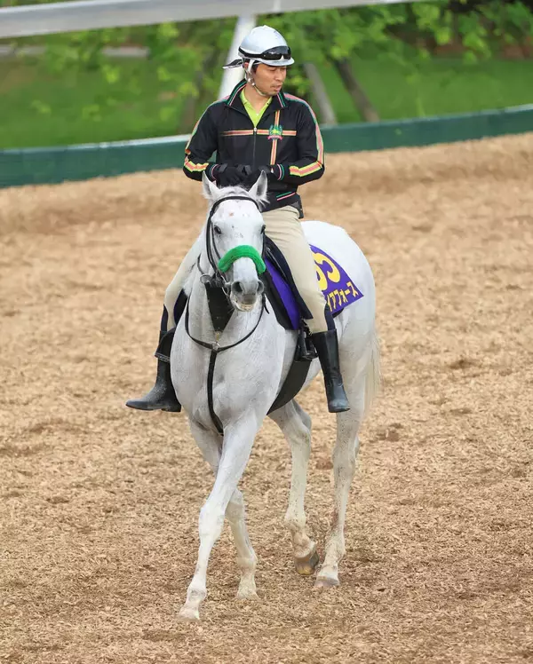【安田記念・１週前】白い馬体が躍動！ガイアフォースが坂路でド迫力の動き　杉山晴調教師「時計も速かったですし、動きもいいです」