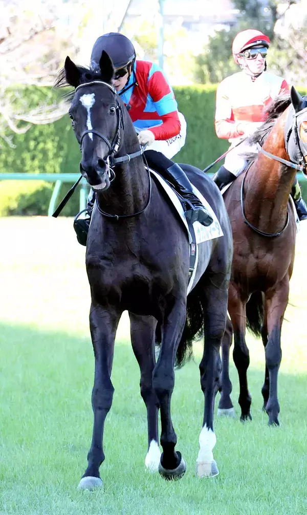 ５・２億円馬まさかの黒星デビューに悲喜こもごも「うーんこれは…」「伝説の新馬戦に」　超高額馬のサガルマータ