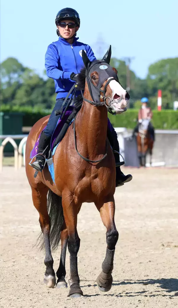 【注目馬動向】ママコチャが初の海外遠征へ　ドバイ国際競走で芝かダートのスプリントＧ１に参戦