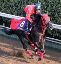 【フェブラリーＳ】１週間遅れのバレンタインだ！サンライズホークは連闘でフェブラリーＳへ