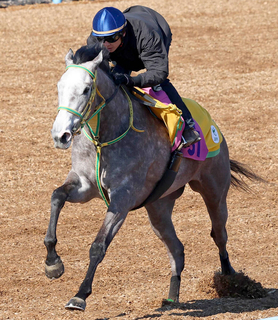 【注目馬動向】フラワーＣ２着ロンギングセリーヌは桜花賞へ　鞍上は引き続き石橋脩騎手