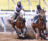 「【ニュージーランドＴ】５馬身追走から半馬身先着　ロデオドライブは無傷３連勝へ順調　辻調教師「走れる状態にある」」の画像1