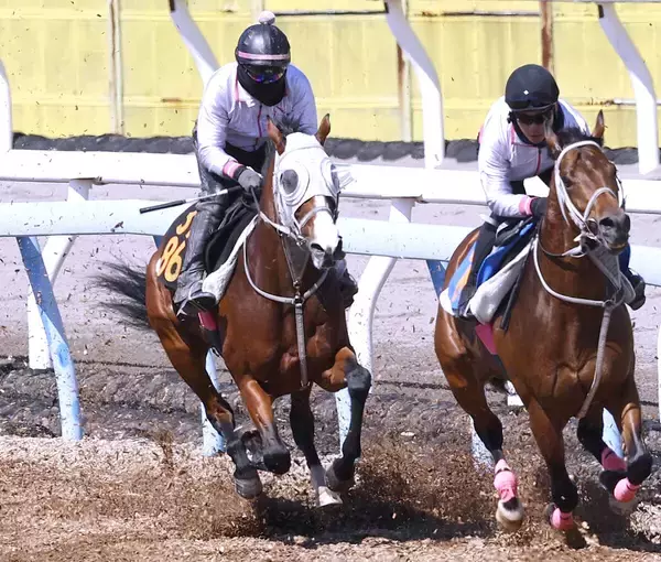 【ニュージーランドＴ】５馬身追走から半馬身先着　ロデオドライブは無傷３連勝へ順調　辻調教師「走れる状態にある」