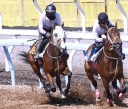 【ニュージーランドＴ】５馬身追走から半馬身先着　ロデオドライブは無傷３連勝へ順調　辻調教師「走れる状態にある」