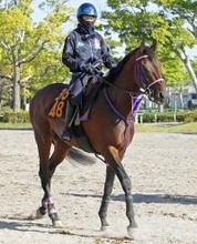 【注目馬動向】天皇賞・春に登録のあるプレシャスデイは吉村誠之助騎手とのコンビでＧ１初挑戦へ