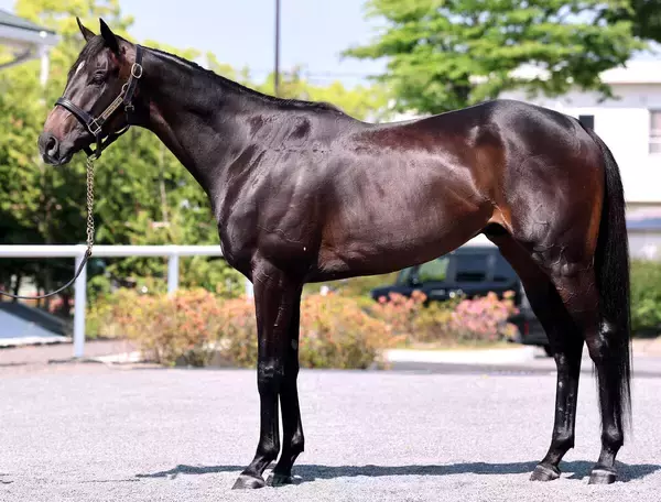 【松山康久元調教師のダービー馬体診断】アスクエジンバラは９・５点　百戦錬磨の戦士のよう　広い肩関節と股関節の可動域